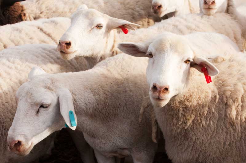 sheep-flock-with-scannable-ear-tags-for-stock-taking